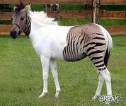 semizebra.jpg