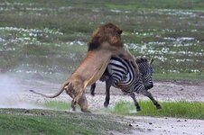 image-6-for-never-cross-a-zebra-you-big-pussy-gallery-839027506.jpg