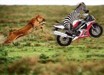 zebra-lion.jpeg.jpg