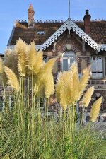 pampas-grass.jpg