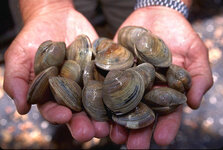 upload.wikimedia.org_wikipedia_commons_3_3b_LittleNeck_clams_USDA96c1862.jpg