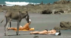 gif donkey-erection-at-the-beach.gif