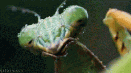 gif chameleon eats mantis fabulous.gif