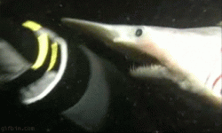 gif goblin shark biting.gif